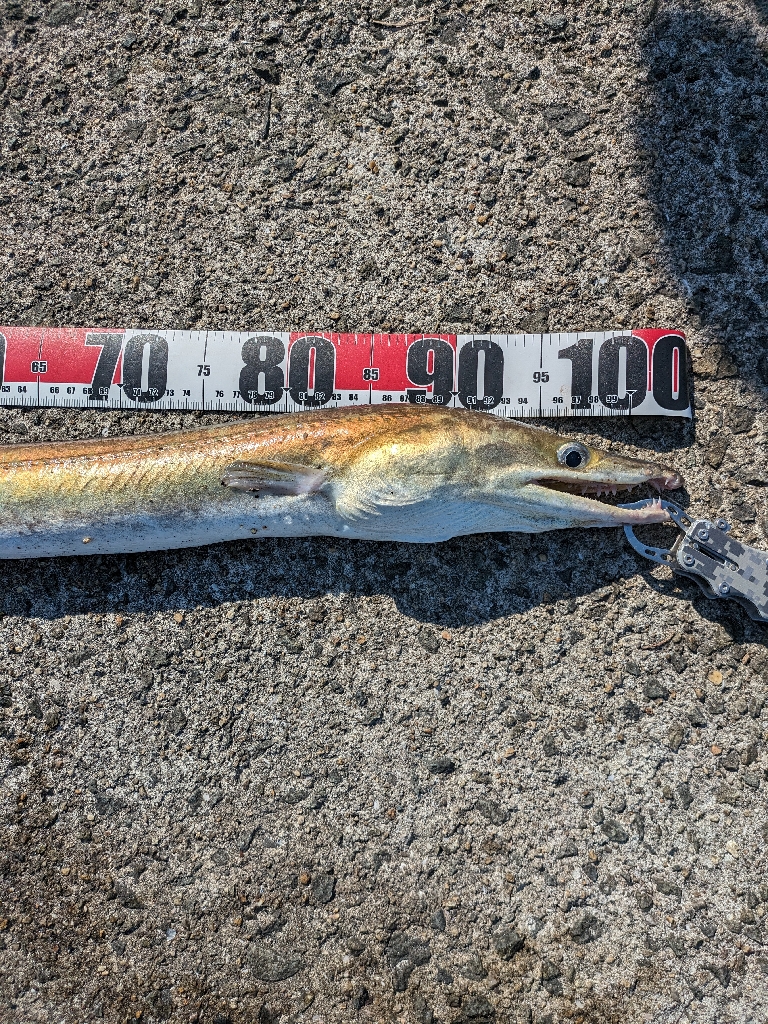 まさかの鱧！！！