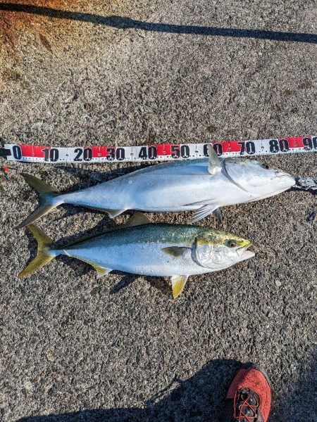 今季初ブリ！！おまけに自己記録更新