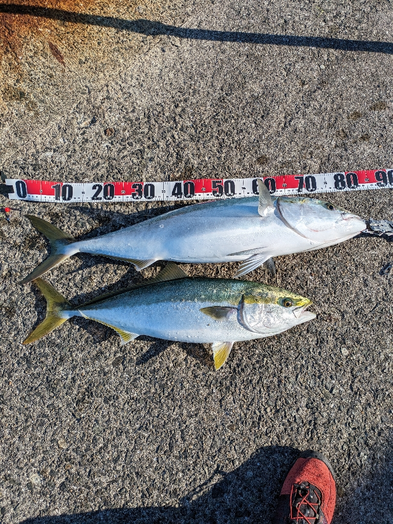 今季初ブリ!!おまけに自己記録更新