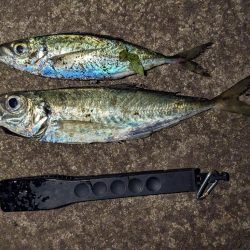 久しぶりのアジ