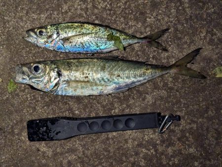 久しぶりのアジ