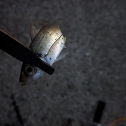 エギングとアジング