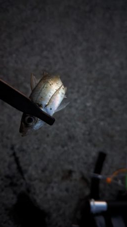 エギングとアジング