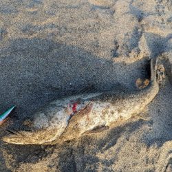 初遠州灘シーバス、マゴチ