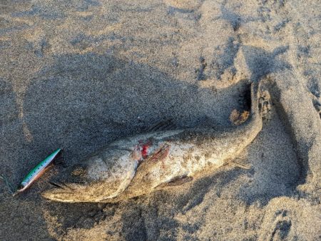 初遠州灘シーバス、マゴチ