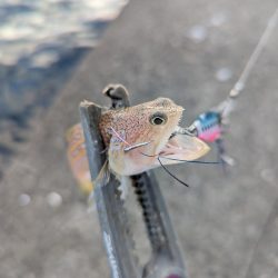 陸っぱり釣行記