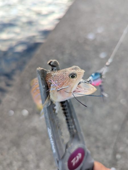 陸っぱり釣行記