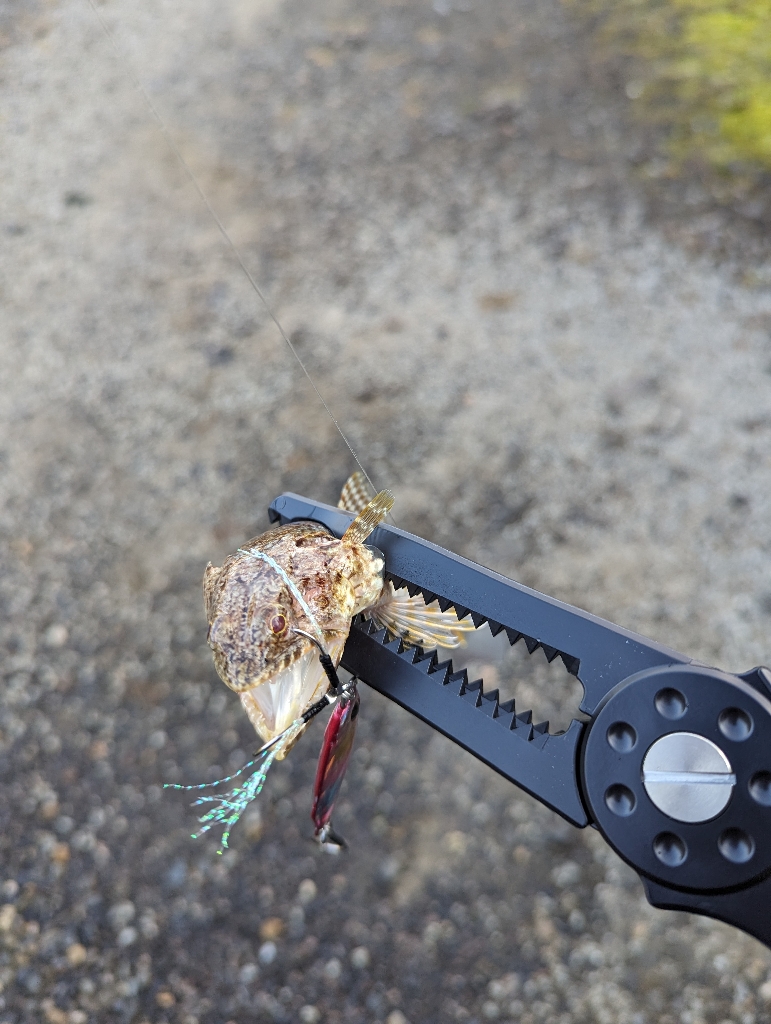 陸っぱり釣行記