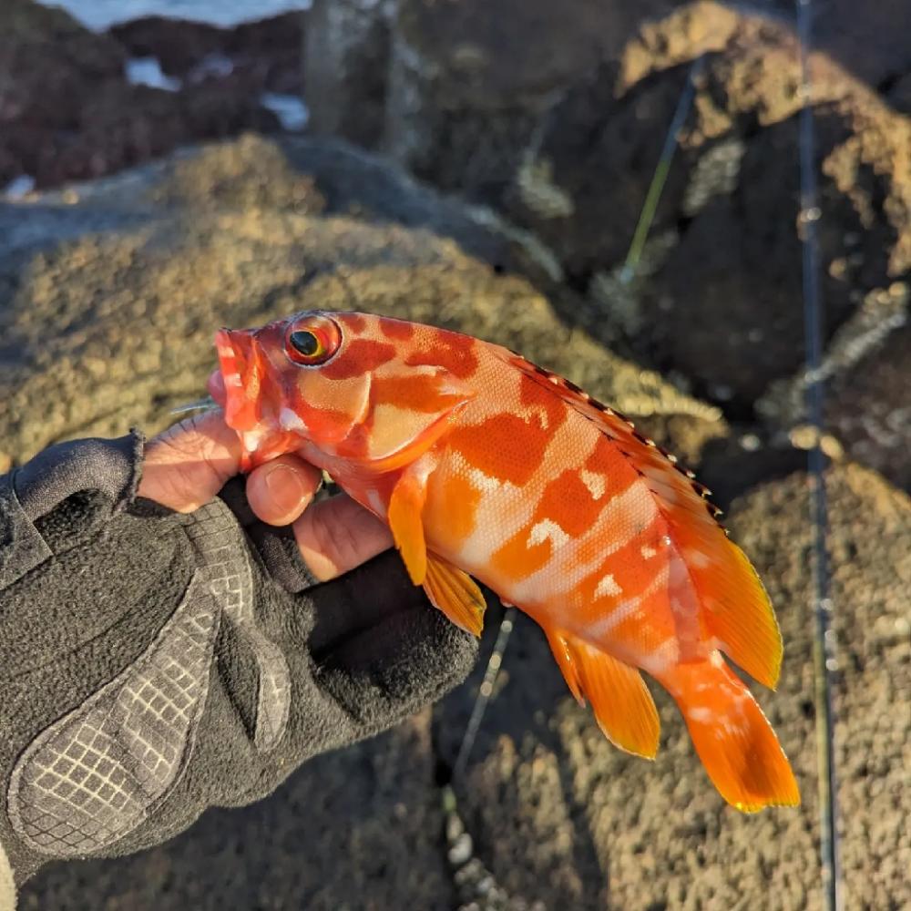 陸っぱり釣行記