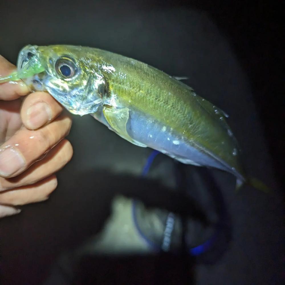 陸っぱり釣行記