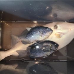 カモメ釣れた