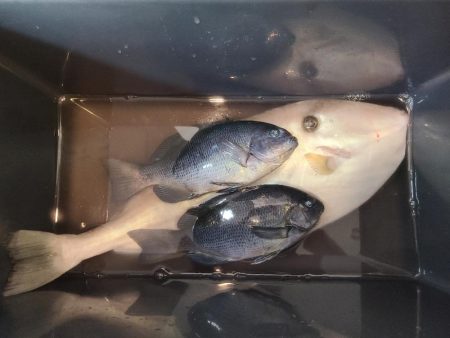 カモメ釣れた