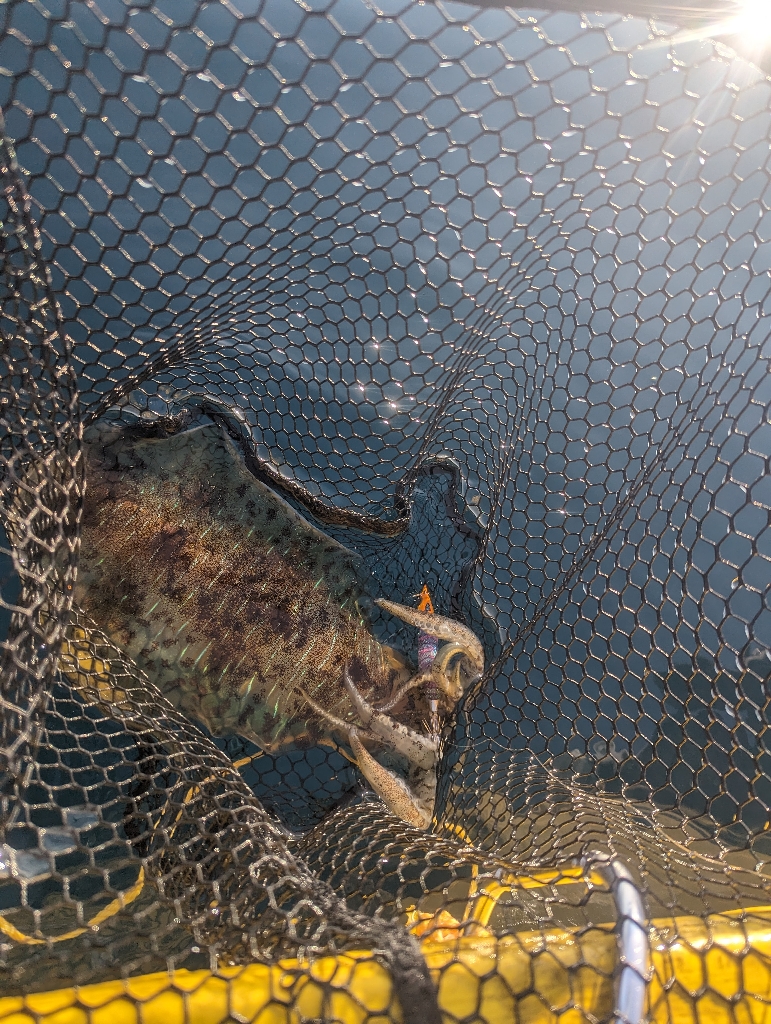 キロタリナーズ