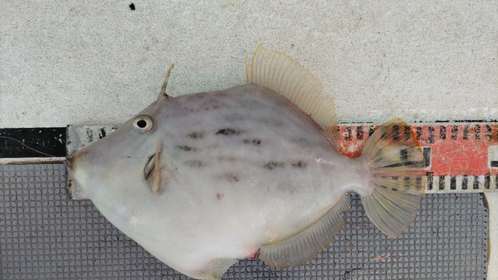 尺ハゲまであと一歩