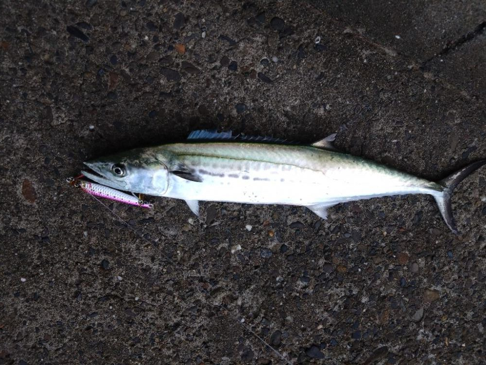 安定のサゴッシー