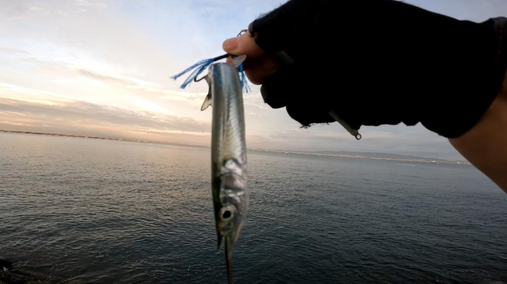 青物はどこへ？