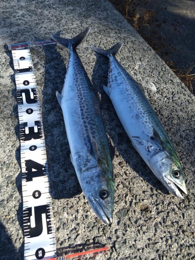 そろそろサワラが釣りたい