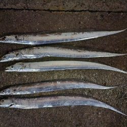 仕事終わり釣行🎣