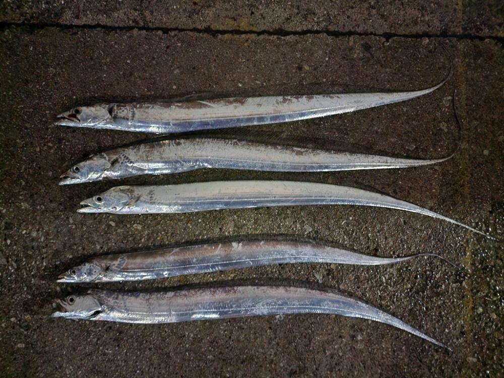 仕事終わり釣行🎣