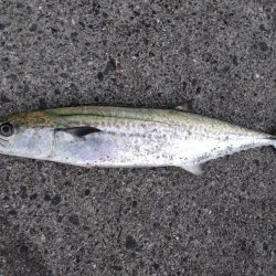 サゴシの時合短し！