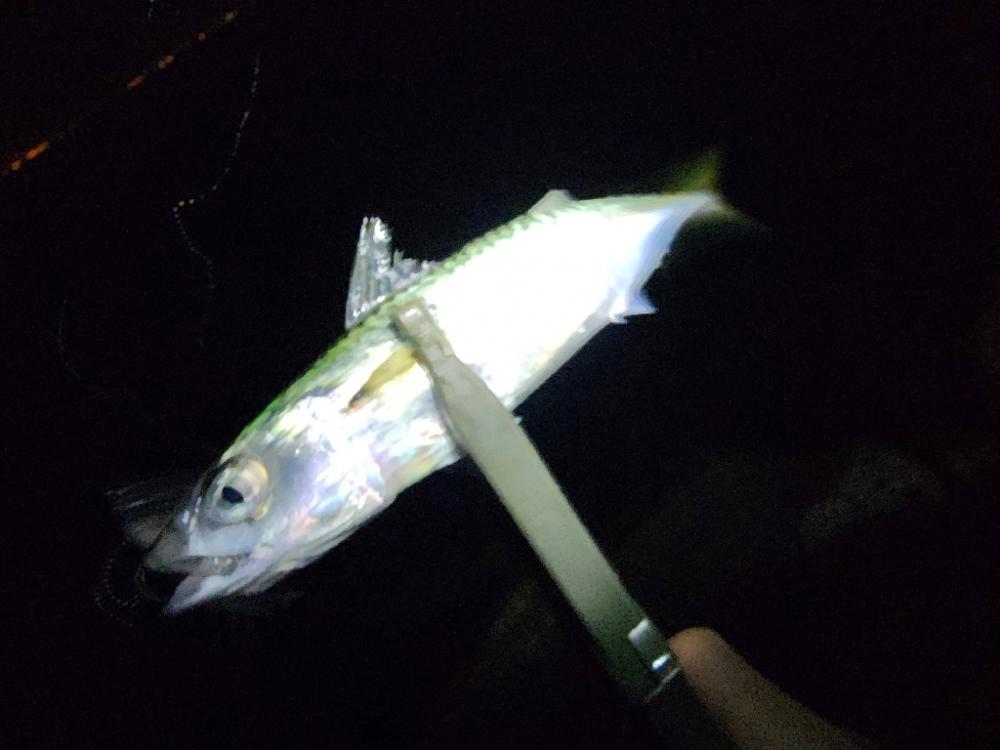 仕事終わりに🎣