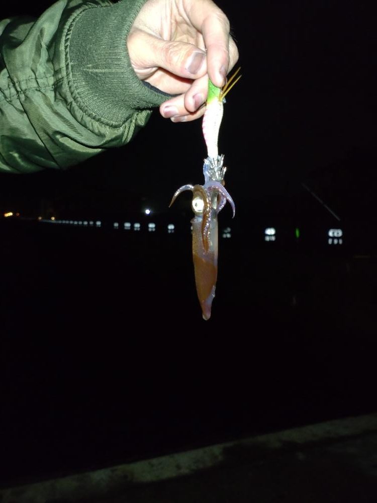 めっきり冷えてヒイカの季節ですね