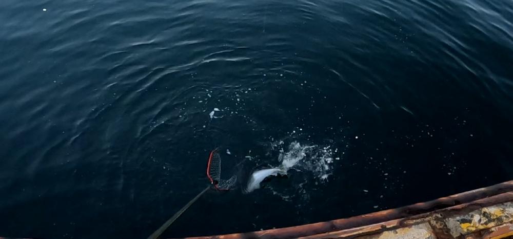 飲ませ4戦目🎣