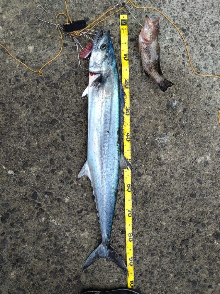 自己新のサワラ！