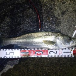 デイ〜ナイトのシーバス