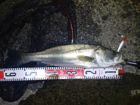 デイ〜ナイトのシーバス