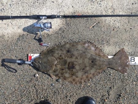 新リールに鱗つきました