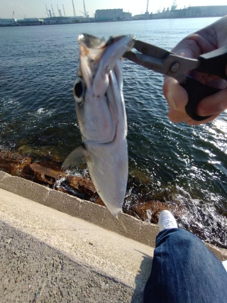 潮動かず、、、