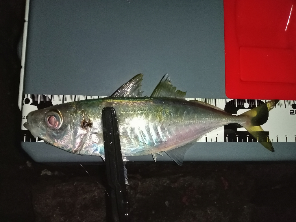 ナイトアジング