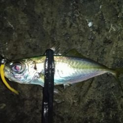 ナイトアジング