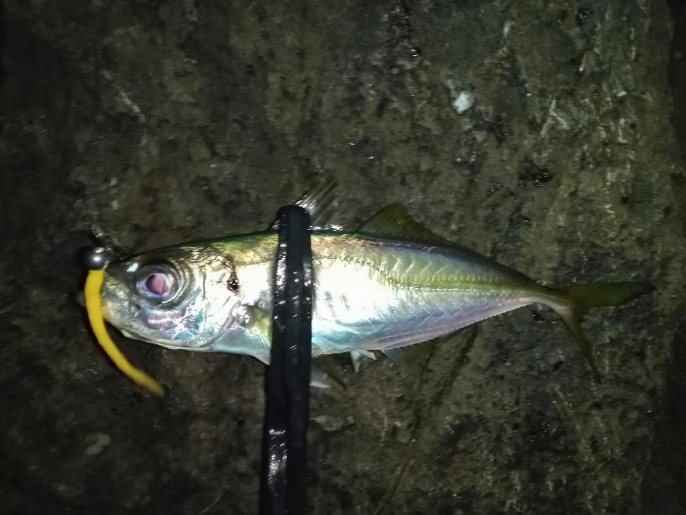 ナイトアジング