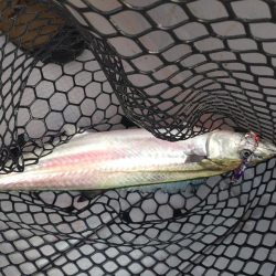 激渋の中での価値ある魚