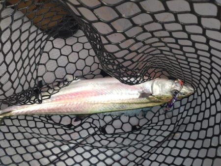 激渋の中での価値ある魚