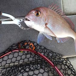 渋渋のタイラバ