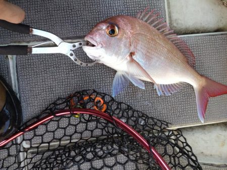 渋渋のタイラバ