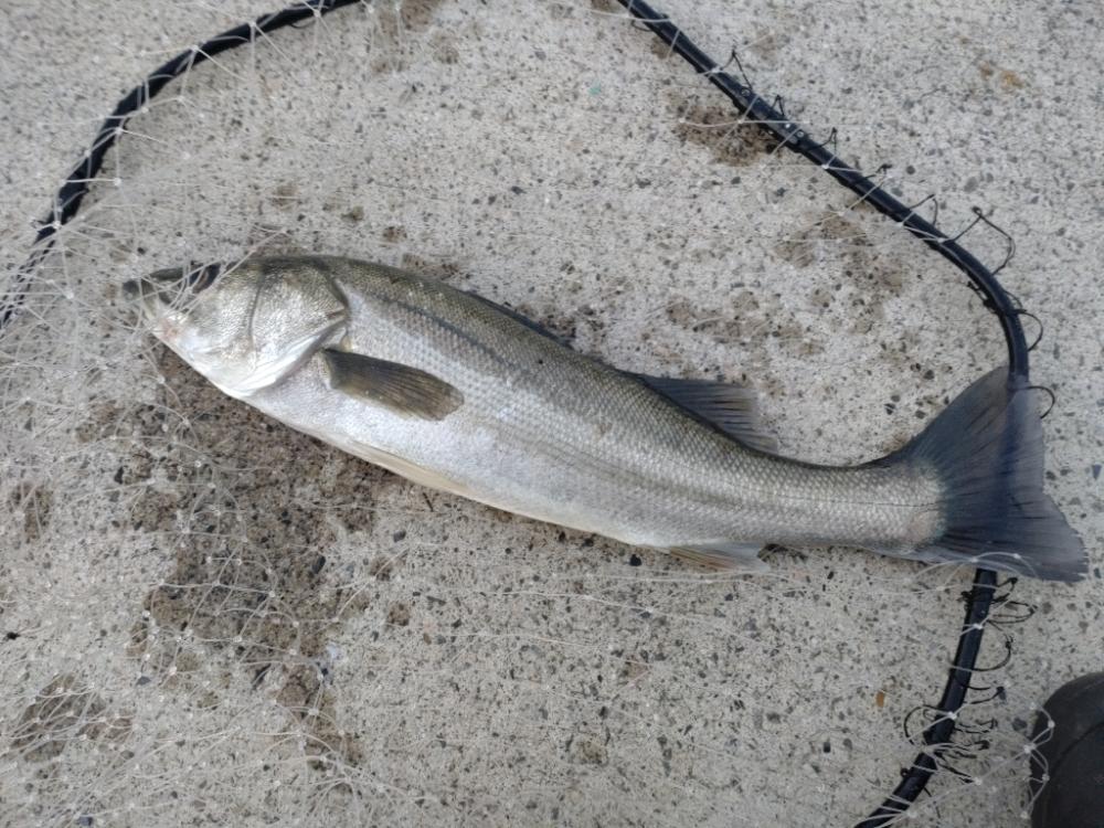 久しぶりのショアジギングでの釣果!!