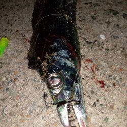 プチファミリーフィッシング GAME