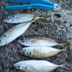 今シーズン初メジロ