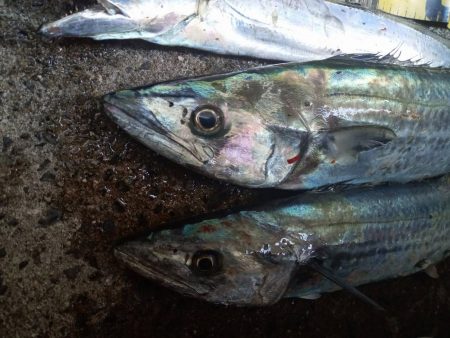 プチsalt water game