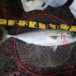 プチsalt water game