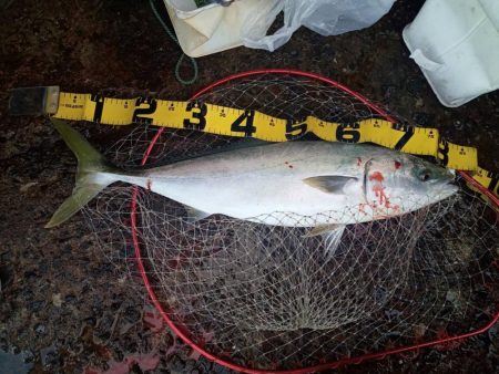 プチsalt water game