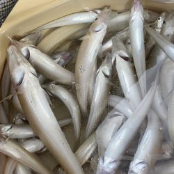 落ちギスを狙って大塩でキス釣り