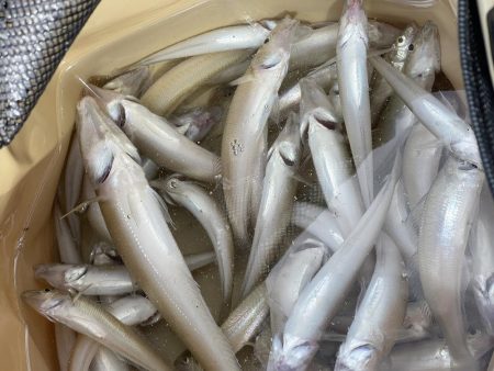 落ちギスを狙って大塩でキス釣り