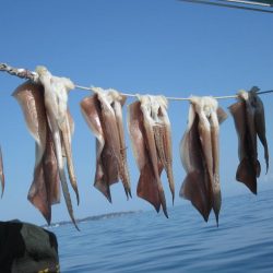 スルメイカ、サバ　クーラー満タン(^_-)-☆