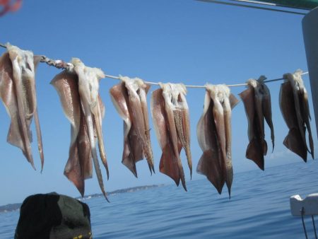 スルメイカ、サバ　クーラー満タン(^_-)-☆