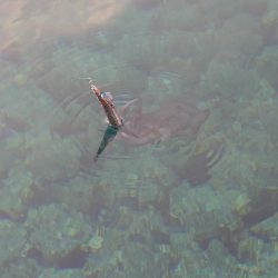 朝からエギングIN対馬